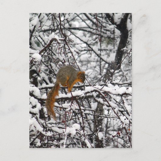 Carte Postale Arbre à neiges d'écureuil (Devant)