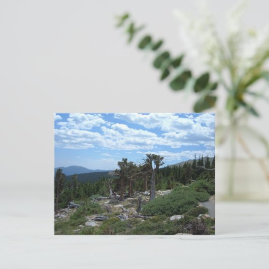 Carte Postale Arbre à pin bristlecone (Debout devant)