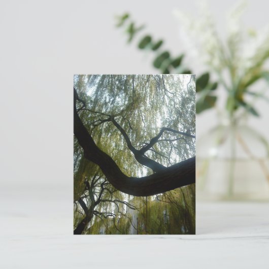 Carte Postale Arbre à saules (Debout devant)