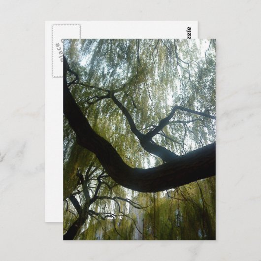 Carte Postale Arbre à saules (Devant / Derrière)