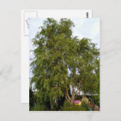 Carte Postale Arbre à saules (Devant / Derrière)