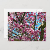 Carte Postale Arbre à tulipes (Devant / Derrière)