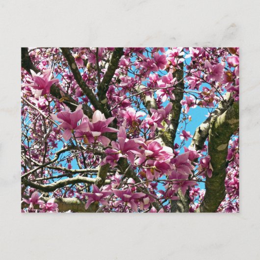 Carte Postale Arbre à tulipes (Devant)