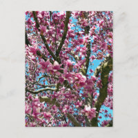Arbre à tulipes