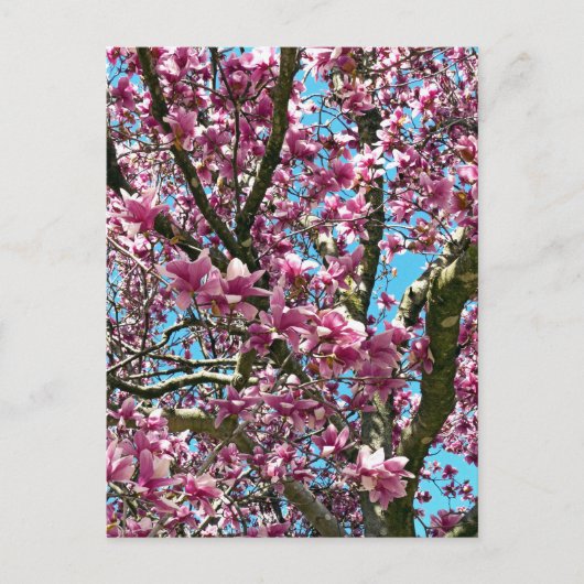 Carte Postale Arbre à tulipes (Devant)