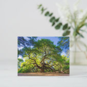 Carte Postale Arbre angélique éthéré Oak (Debout devant)