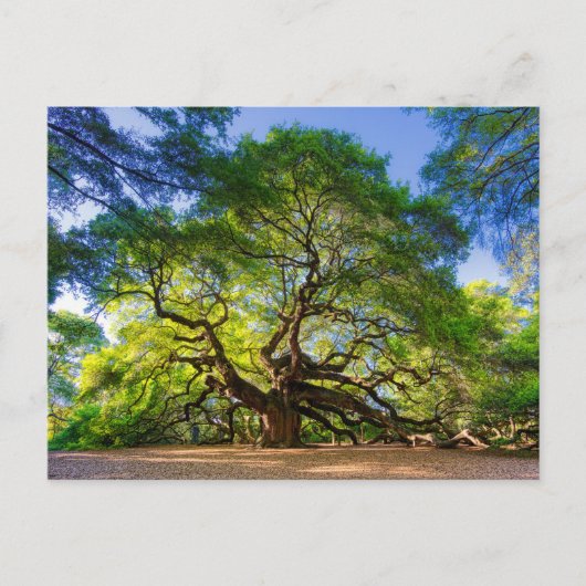 Carte Postale Arbre angélique éthéré Oak (Devant)