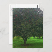 Carte Postale Arbre Apple (Devant / Derrière)