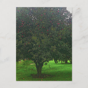 Carte Postale Arbre Apple