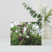 Carte Postale Arbre Apple (Debout devant)