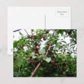 Carte Postale Arbre Apple (Devant / Derrière)