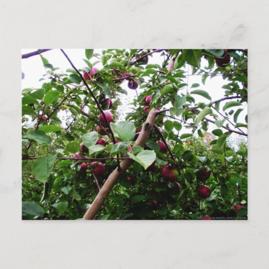 Carte Postale Arbre Apple (Devant)