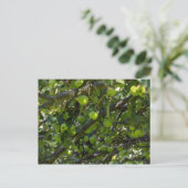 Carte Postale Arbre Apple (Debout devant)