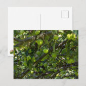 Carte Postale Arbre Apple (Devant / Derrière)