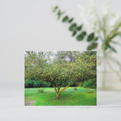 Carte Postale Arbre Apple (Debout devant)