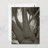 Carte Postale Arbre assise (Devant / Derrière)