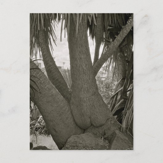 Carte Postale Arbre assise (Devant)