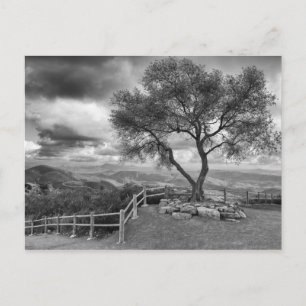 Carte Postale Arbre au sommet de la colline