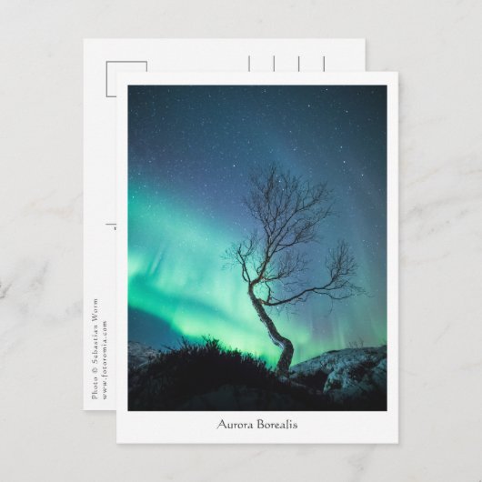 Carte Postale Arbre aurora boréal (Devant / Derrière)