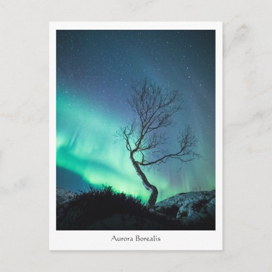 Carte Postale Arbre aurora boréal (Devant)
