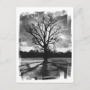 Carte Postale Arbre aux branches nues
