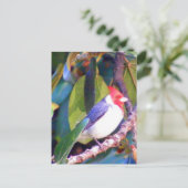 Carte Postale Arbre avec cardinal brésilien (Debout devant)