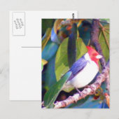 Carte Postale Arbre avec cardinal brésilien (Devant / Derrière)