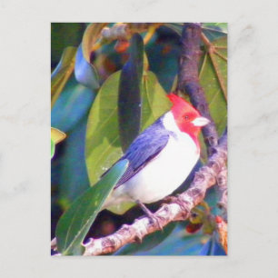 Carte Postale Arbre avec cardinal brésilien
