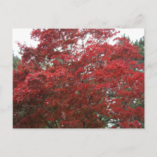 Carte Postale Arbre avec feuilles d'automne rouges