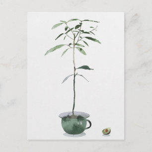 Carte Postale Arbre Avocado