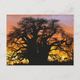 Carte Postale arbre baobab africain, Adansonia digitata,