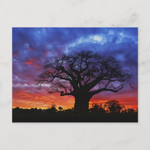 Carte Postale arbre baobab africain, Adansonia digitata, 2