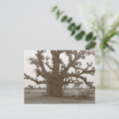 Carte Postale Arbre baobab du Sénégal (Debout devant)