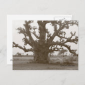 Carte Postale Arbre baobab du Sénégal (Devant / Derrière)