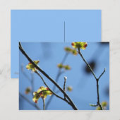 Carte postale Arbre Blossom (Devant / Derrière)