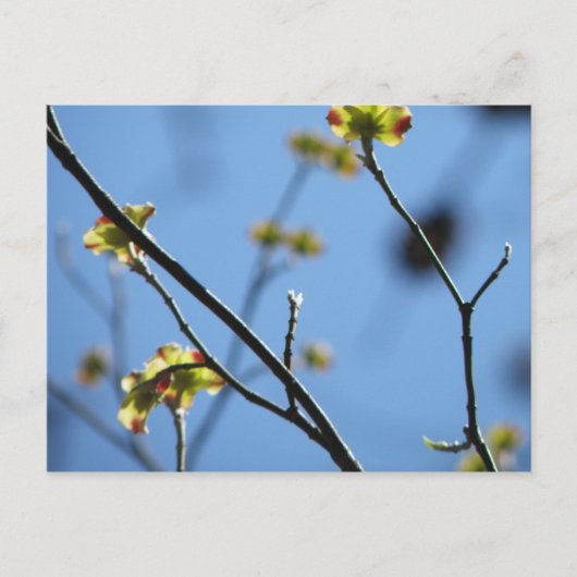 Carte postale Arbre Blossom (Devant)
