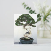Carte Postale Arbre bonsai (Debout devant)