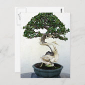 Carte Postale Arbre bonsai (Devant / Derrière)