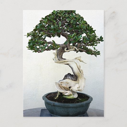 Carte Postale Arbre bonsai (Devant)