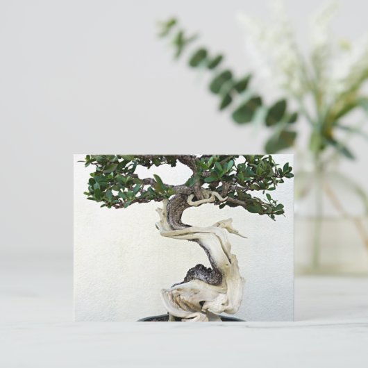 Carte Postale Arbre bonsai (Debout devant)