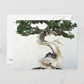 Carte Postale Arbre bonsai (Devant / Derrière)