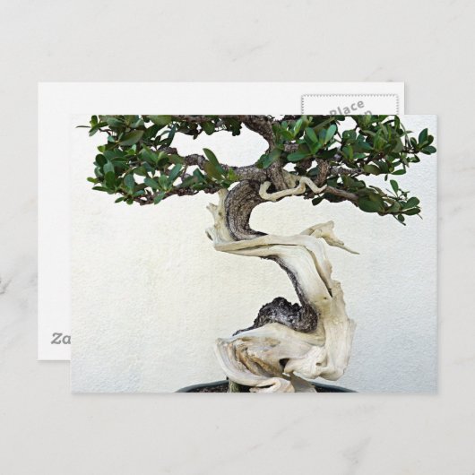 Carte Postale Arbre bonsai (Devant / Derrière)