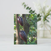 Carte postale Arbre Cacao (Debout devant)