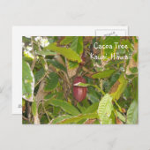 Carte Postale Arbre Cacoa (Devant / Derrière)