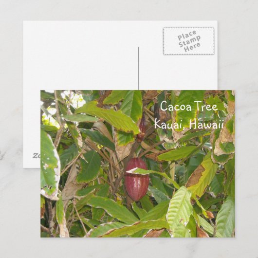 Carte Postale Arbre Cacoa (Devant / Derrière)