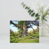 Carte postale Arbre Cèdre du Liban (Debout devant)