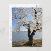 Carte Postale Arbre cerise aux fleurs blanches (Devant / Derrière)