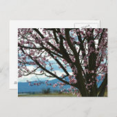 Carte Postale Arbre cerise en fleurs (Devant / Derrière)