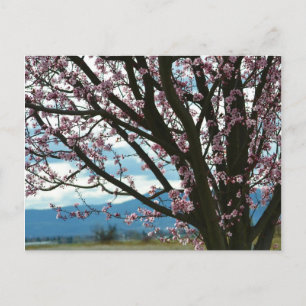 Carte Postale Arbre cerise en fleurs