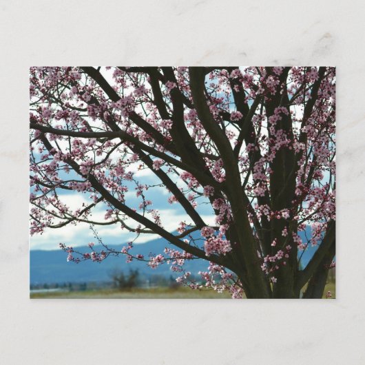 Carte Postale Arbre cerise en fleurs (Devant)